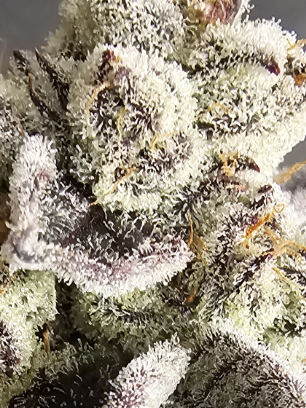 Chimera #2 *Breeder Cut
