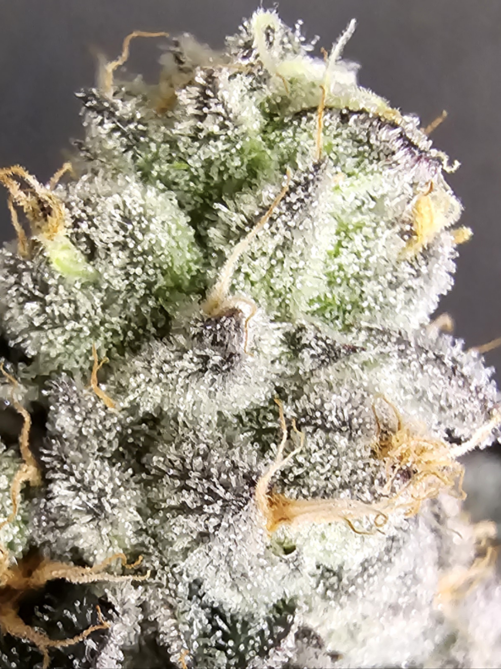 Candy Gas