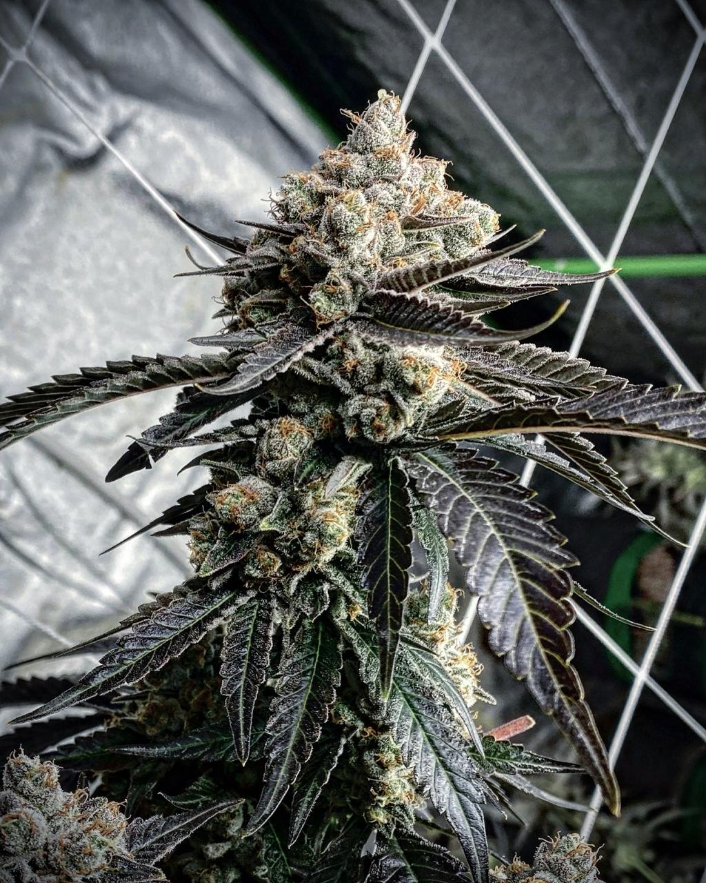 Watermelon Zkittlez