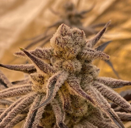 Sugar Cane ❄️Frost Queen Cut❄️