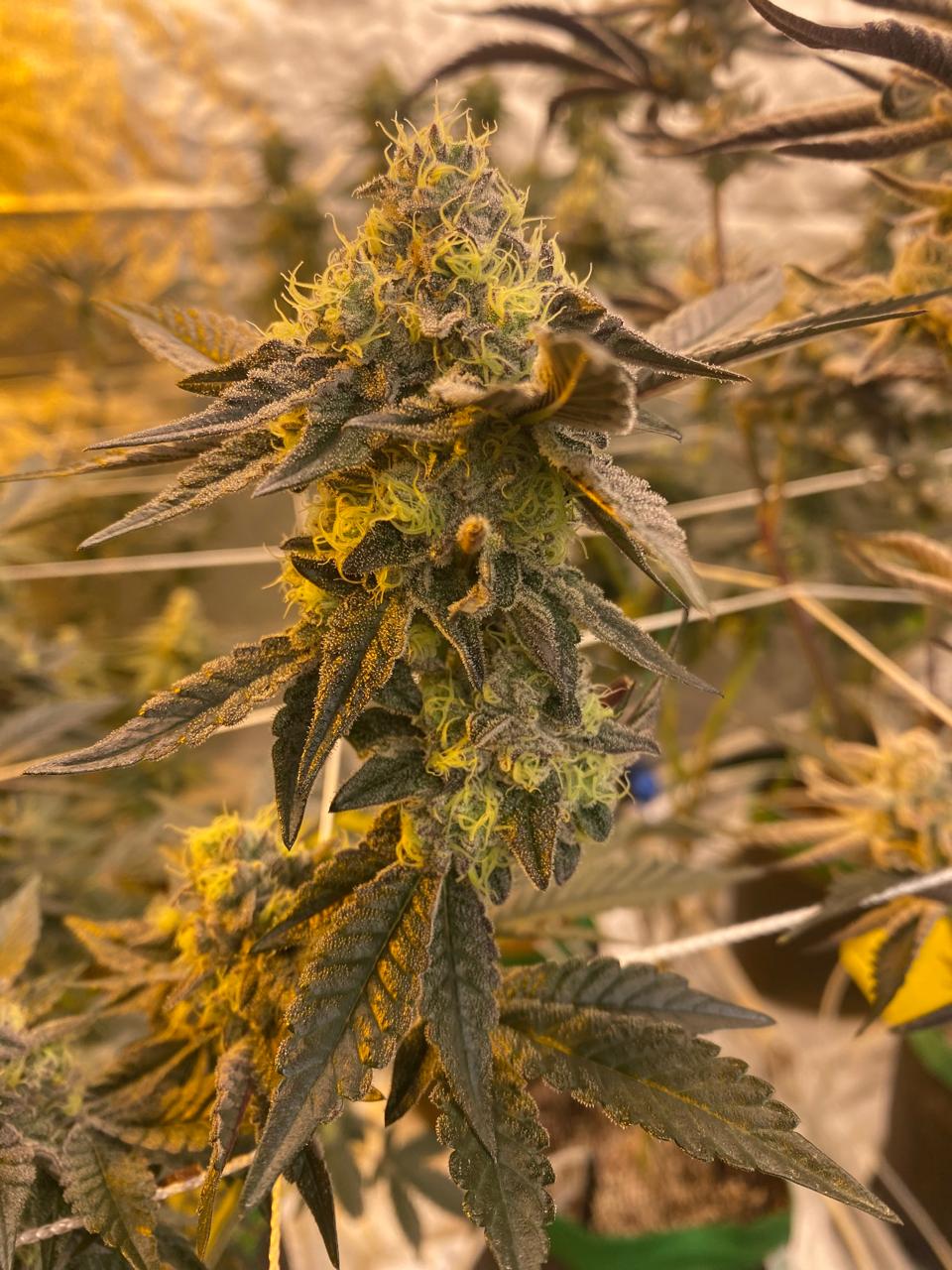 Candy Gas