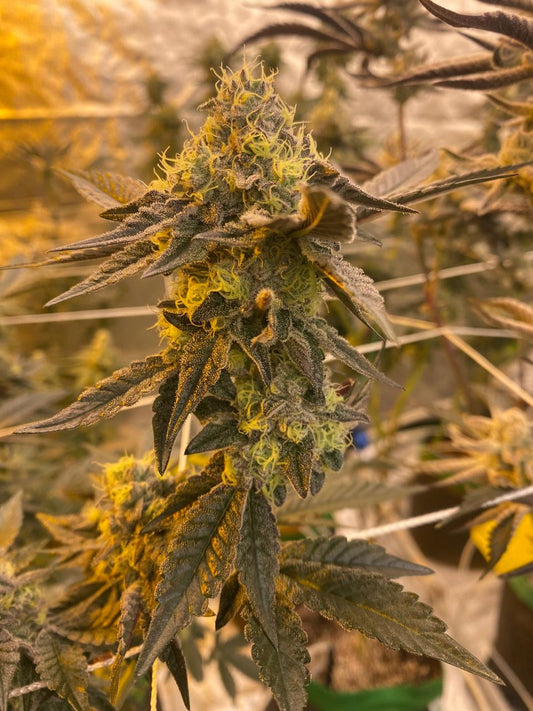 Candy Gas