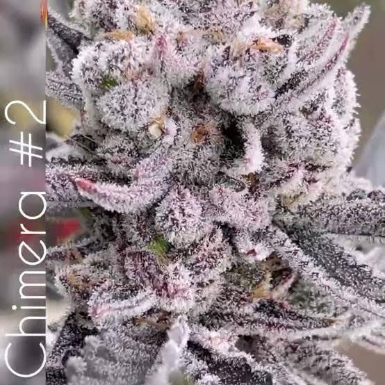 Chimera #2 *Breeder Cut