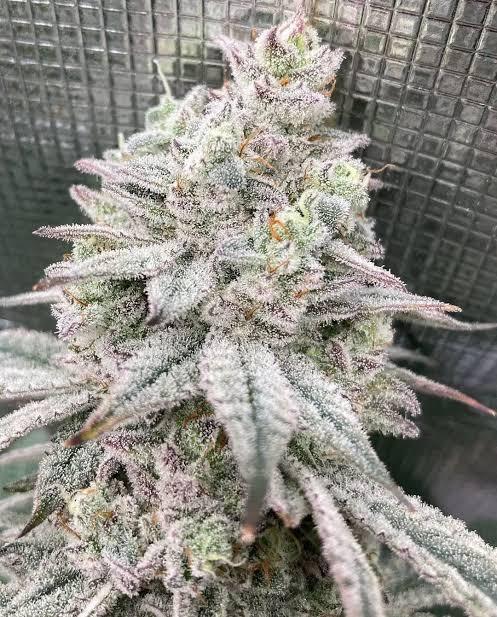 Nana Glue