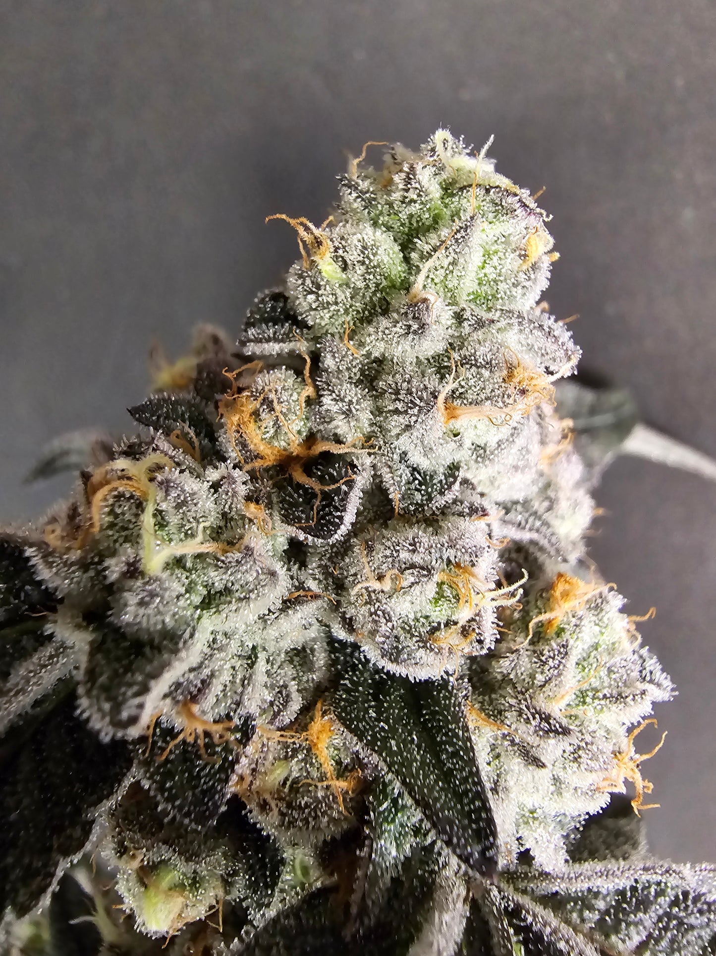 Candy Gas