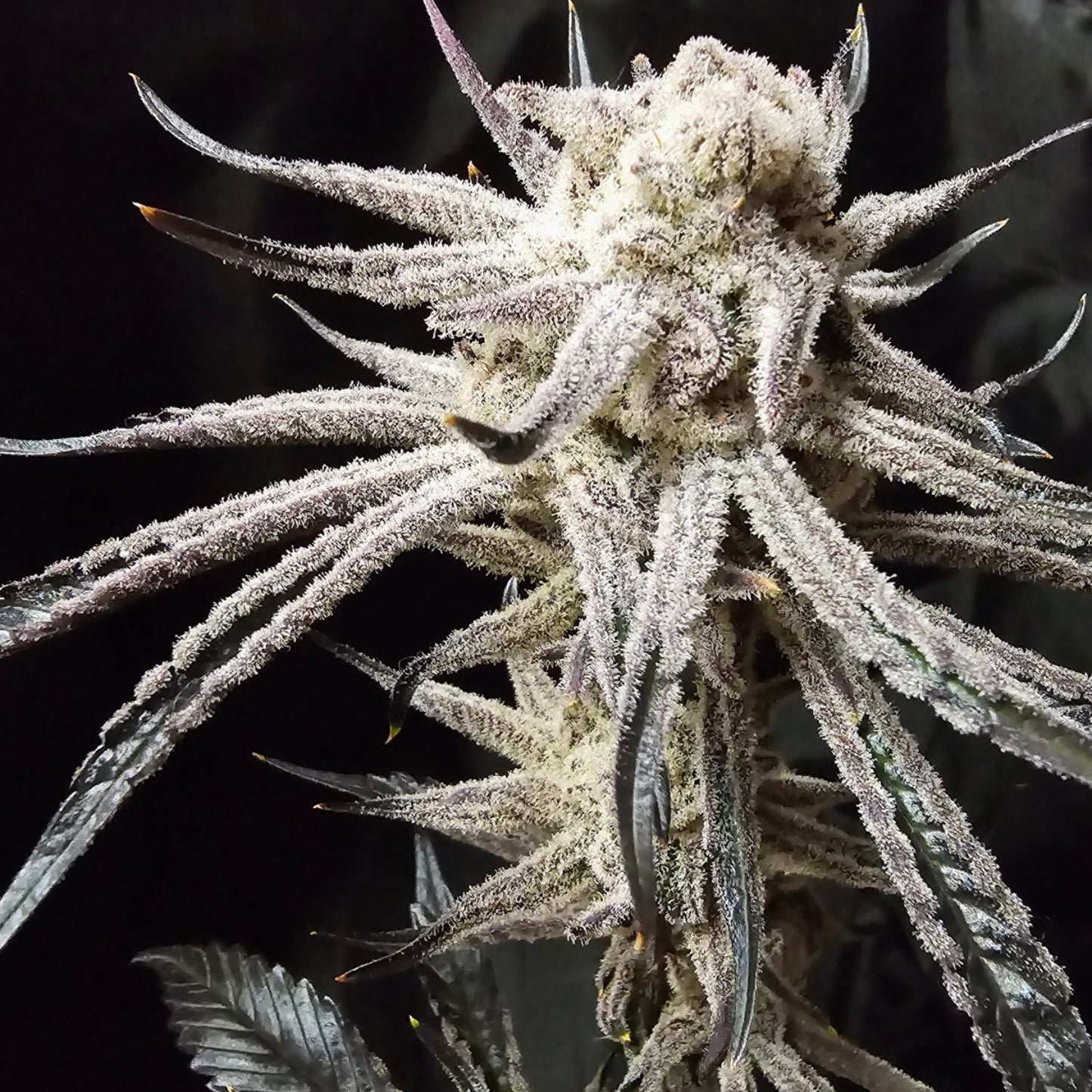 Sugar Cane ❄️Frost Queen Cut❄️