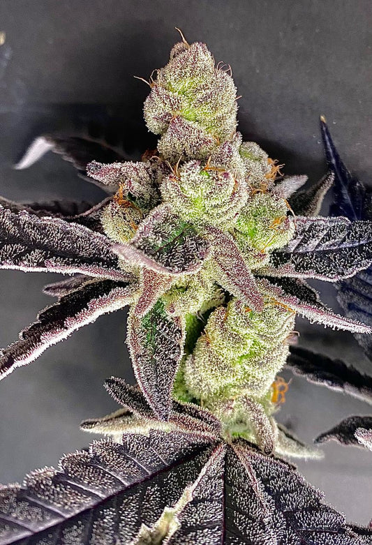 Chimera #2 *Breeder Cut