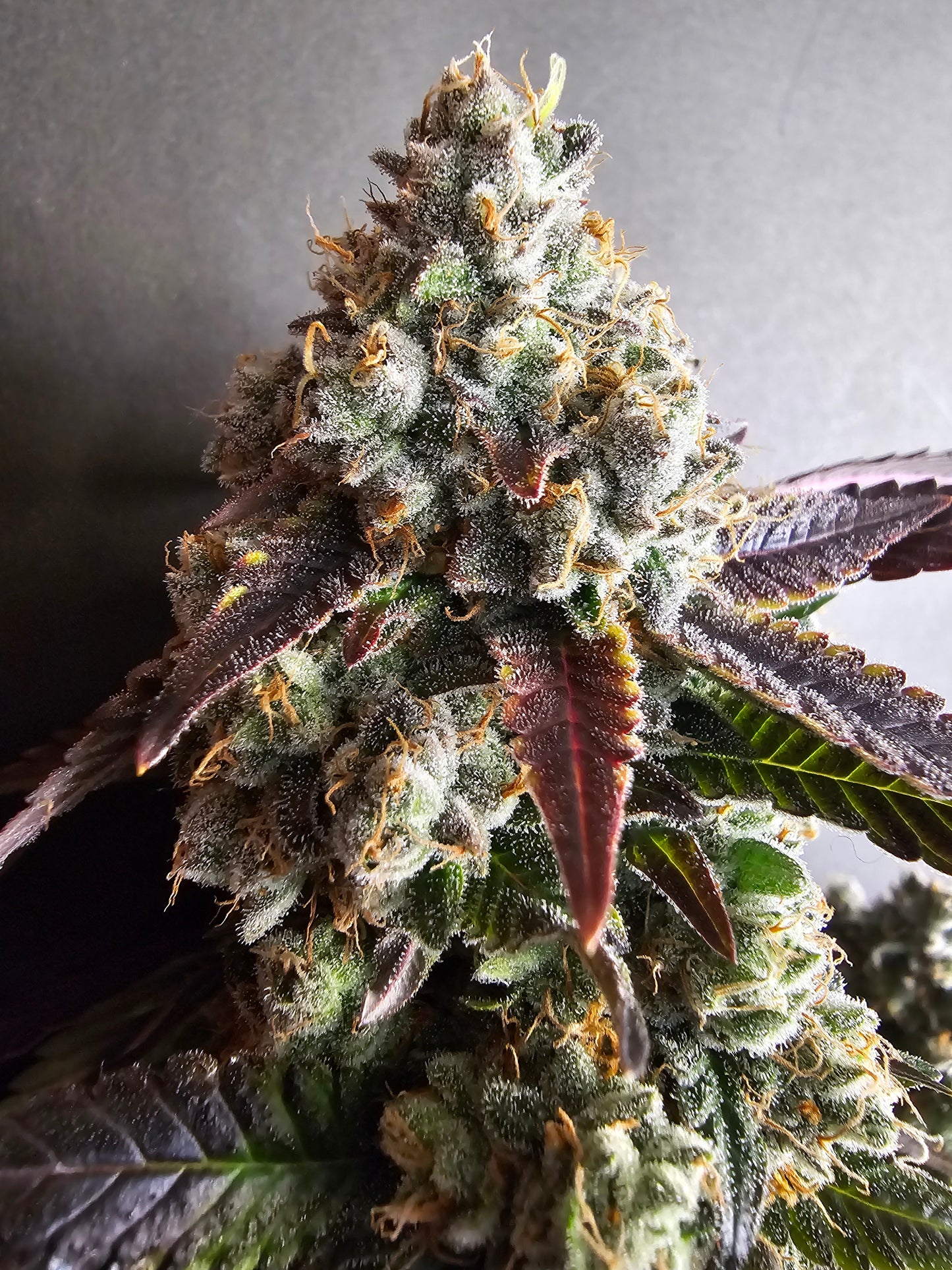 Watermelon Zkittlez