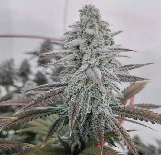Nana Sorbet