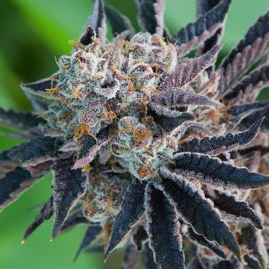 Forbidden Zkittlez Bx
