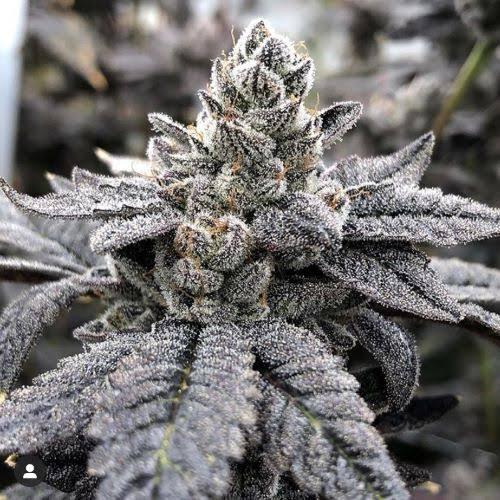 Gorilla Butter