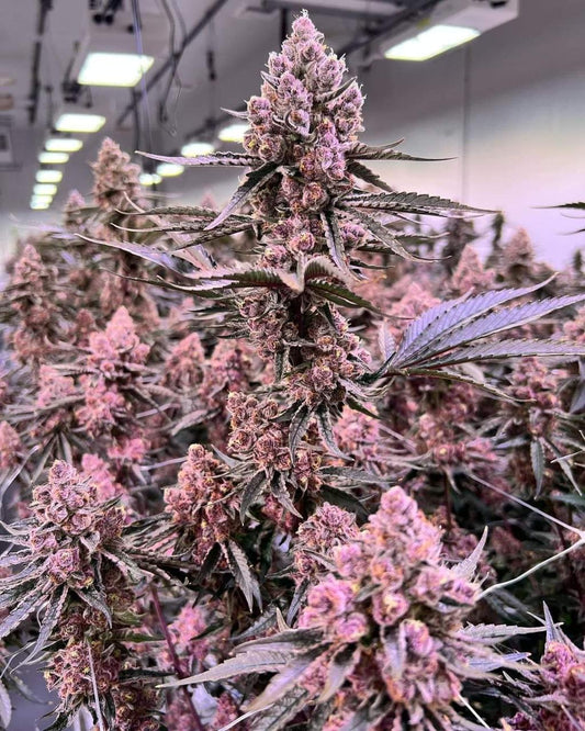 Blockberry *Breeder Cut