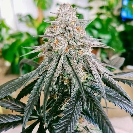 Blue Zushi *Breeder Cut
