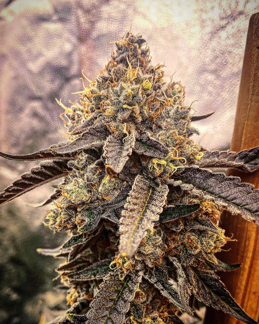 Watermelon Zkittlez